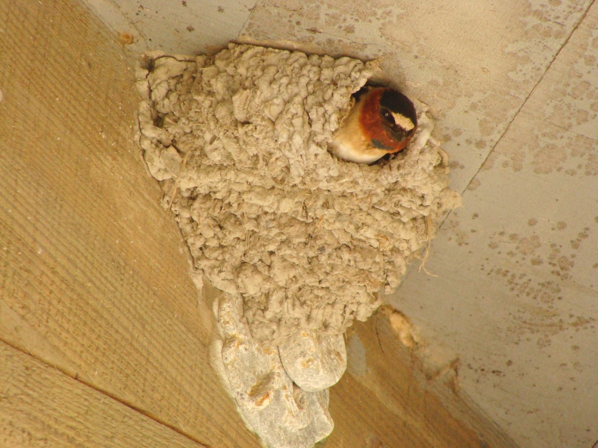 Cliff Swallow - ML576219741