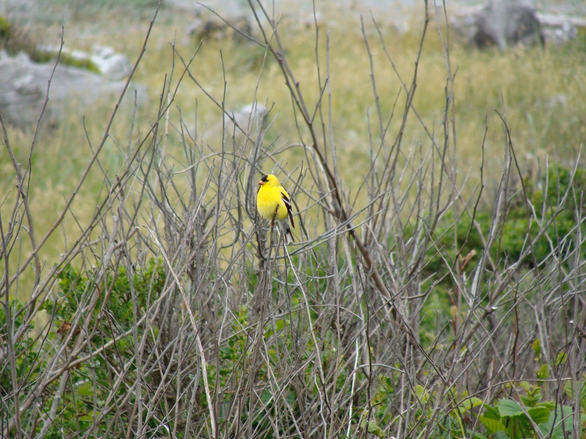 American Goldfinch - ML576219761