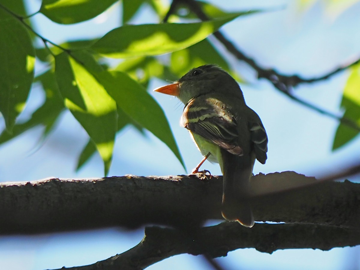 Acadian Flycatcher - ML576219841