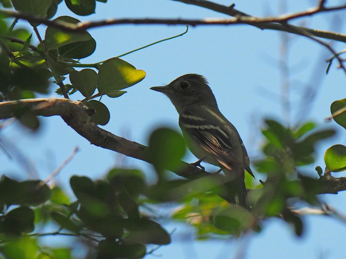 Acadian Flycatcher - ML576219851
