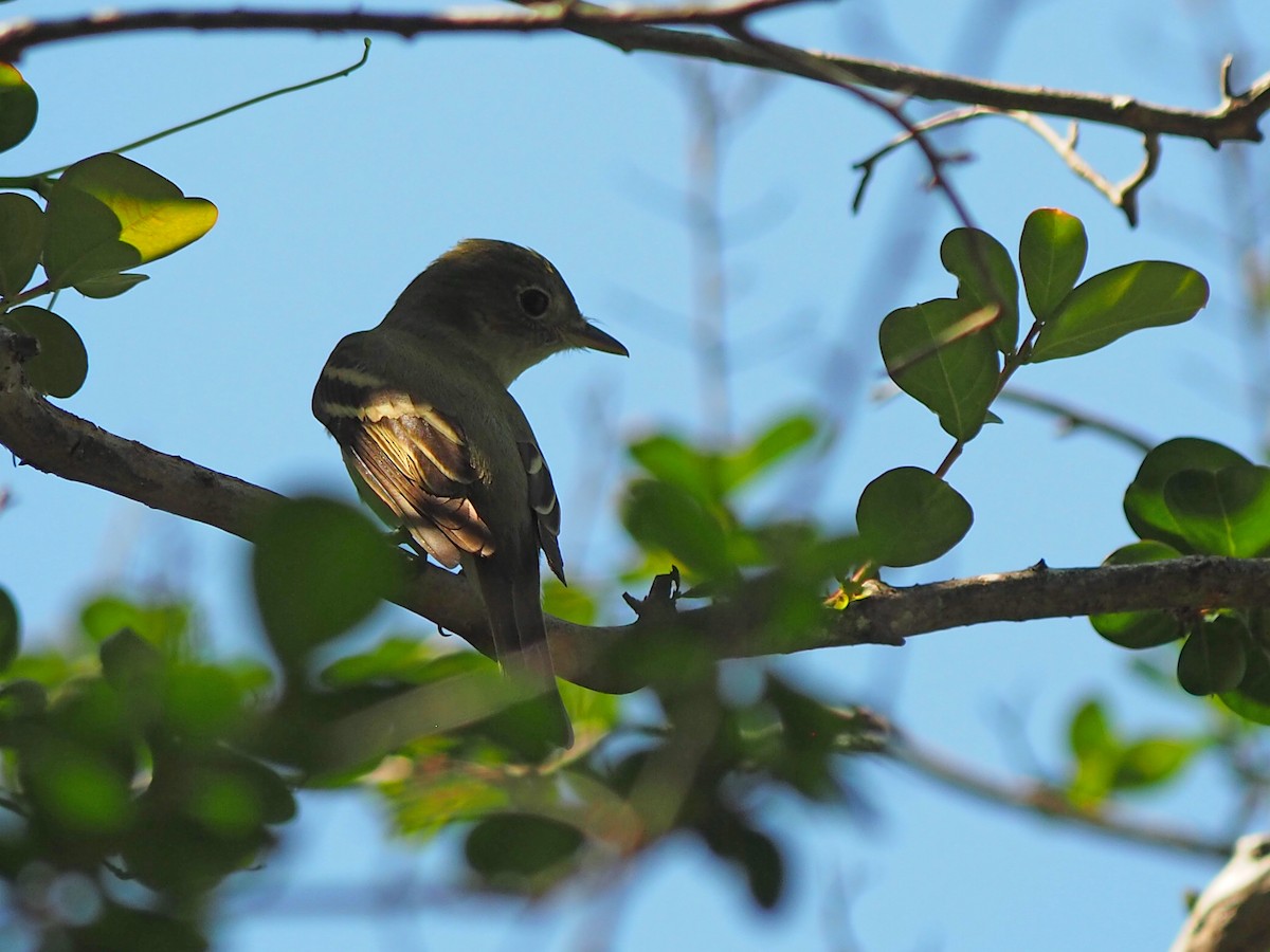 Acadian Flycatcher - ML576219861