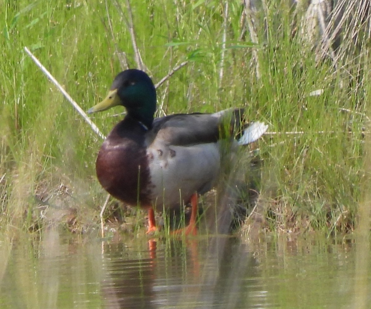 Canard colvert - ML576220691