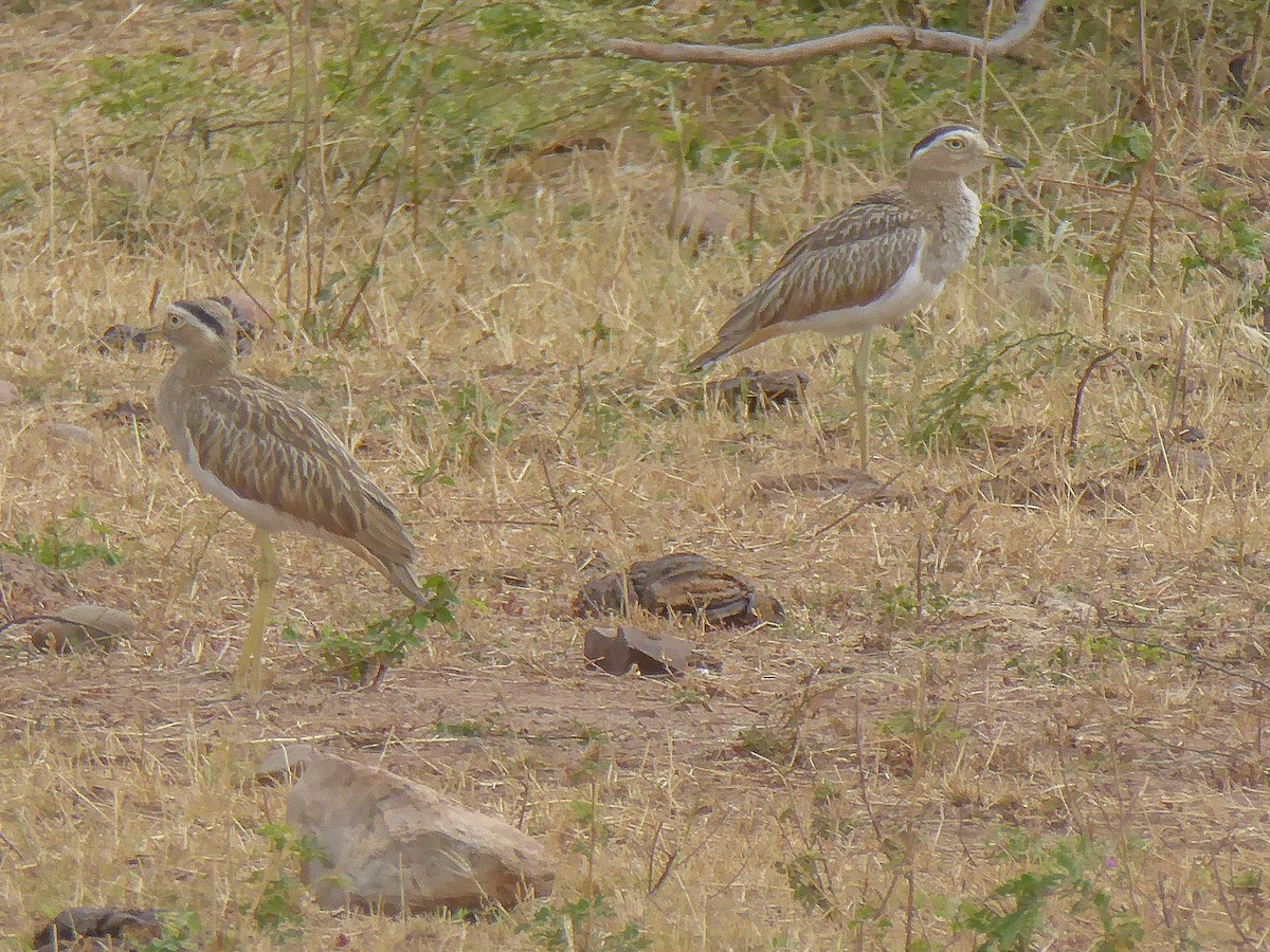 Double-striped Thick-knee - ML576220751