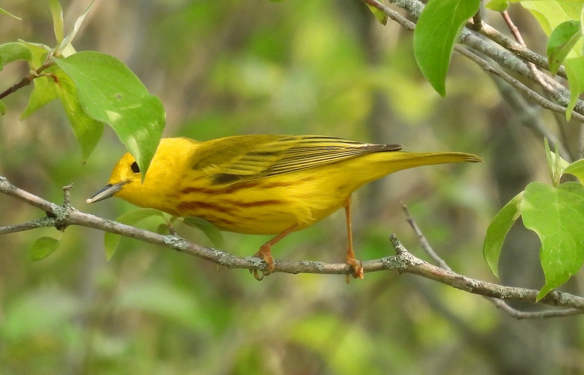 Paruline jaune - ML576220811