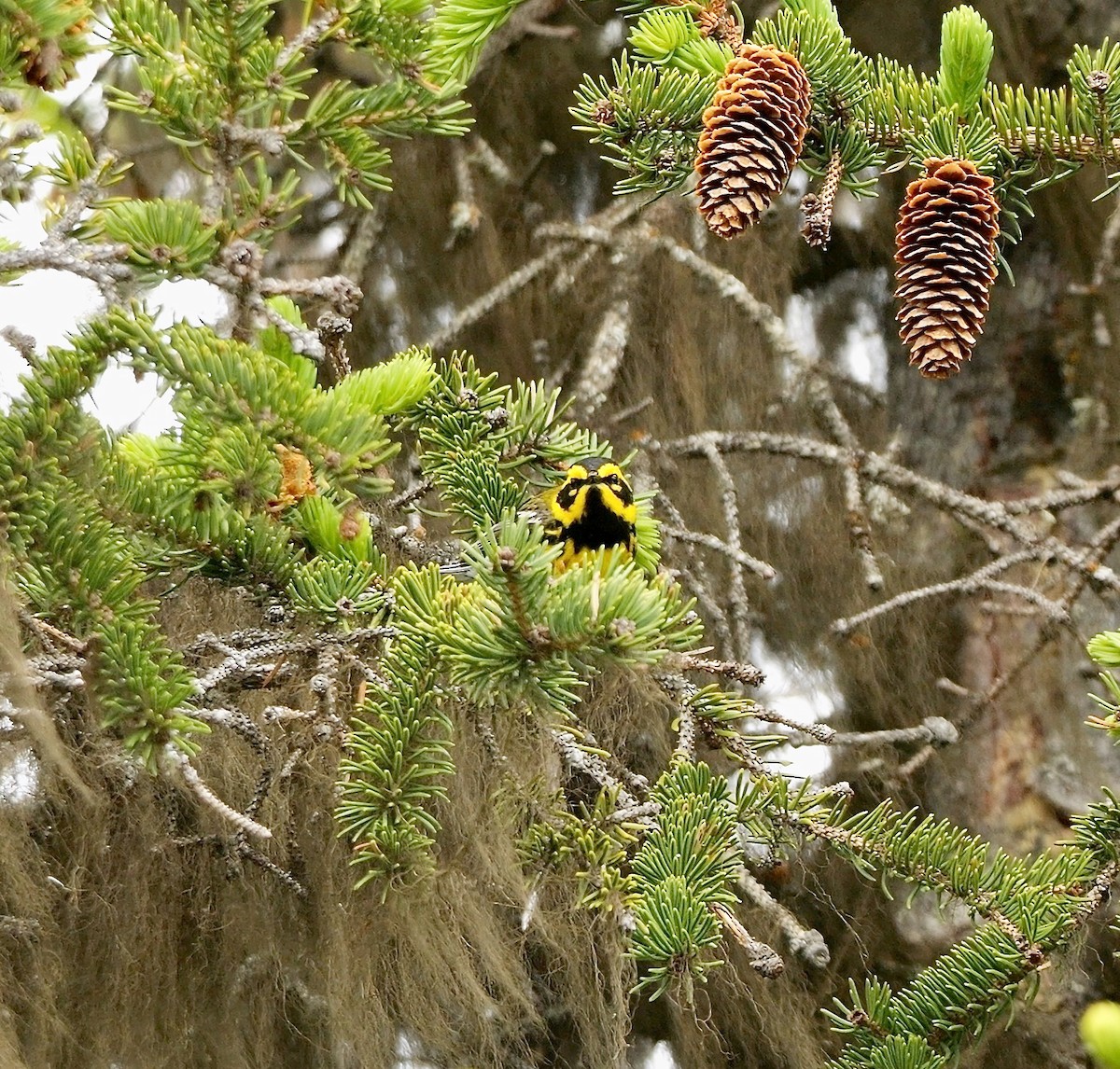 Townsend's Warbler - ML576221441