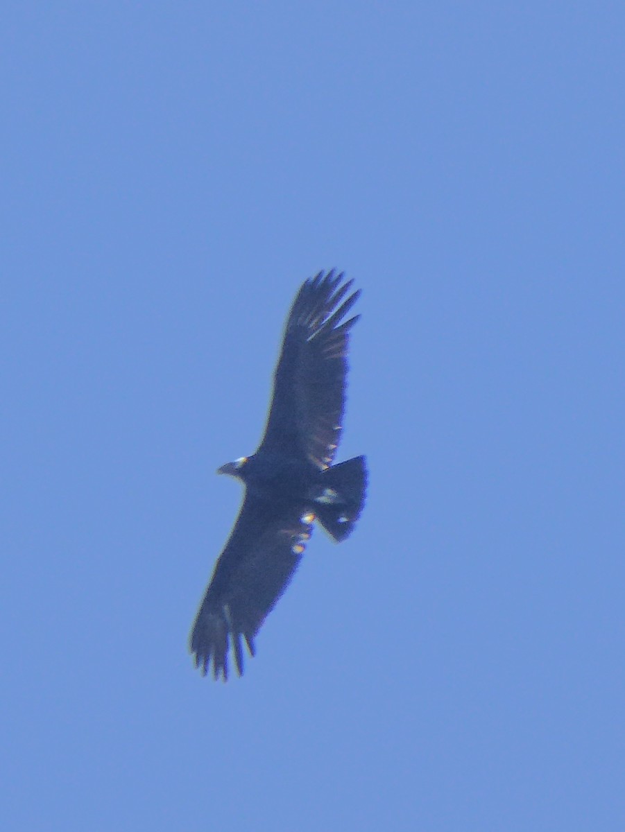 Condor des Andes - ML576223471