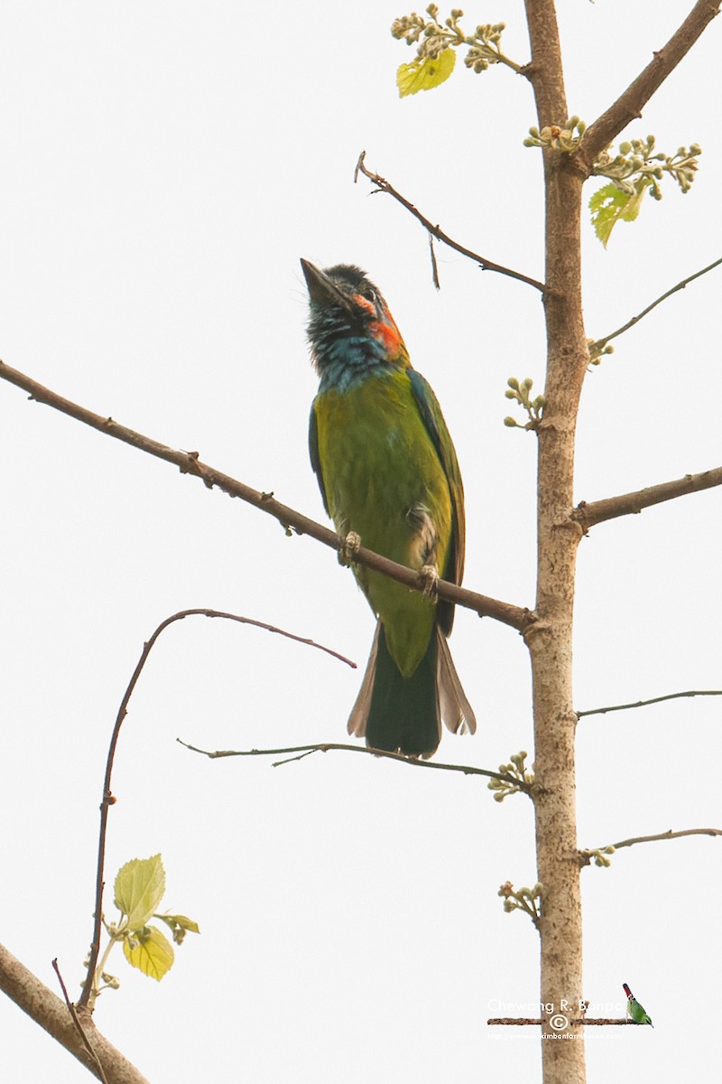 Blue-eared Barbet - ML576223511