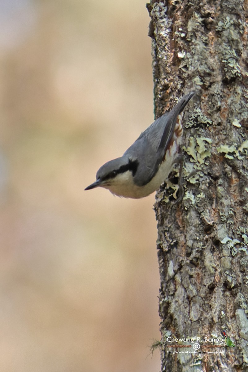 Chestnut-vented Nuthatch - ML576223771