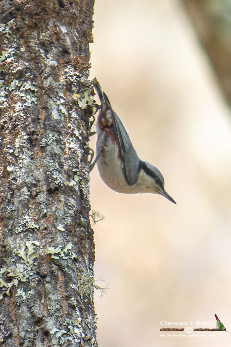 Chestnut-vented Nuthatch - ML576223781