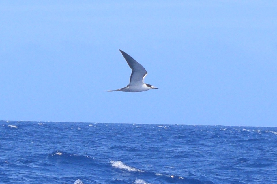 Sooty Tern - ML576224881