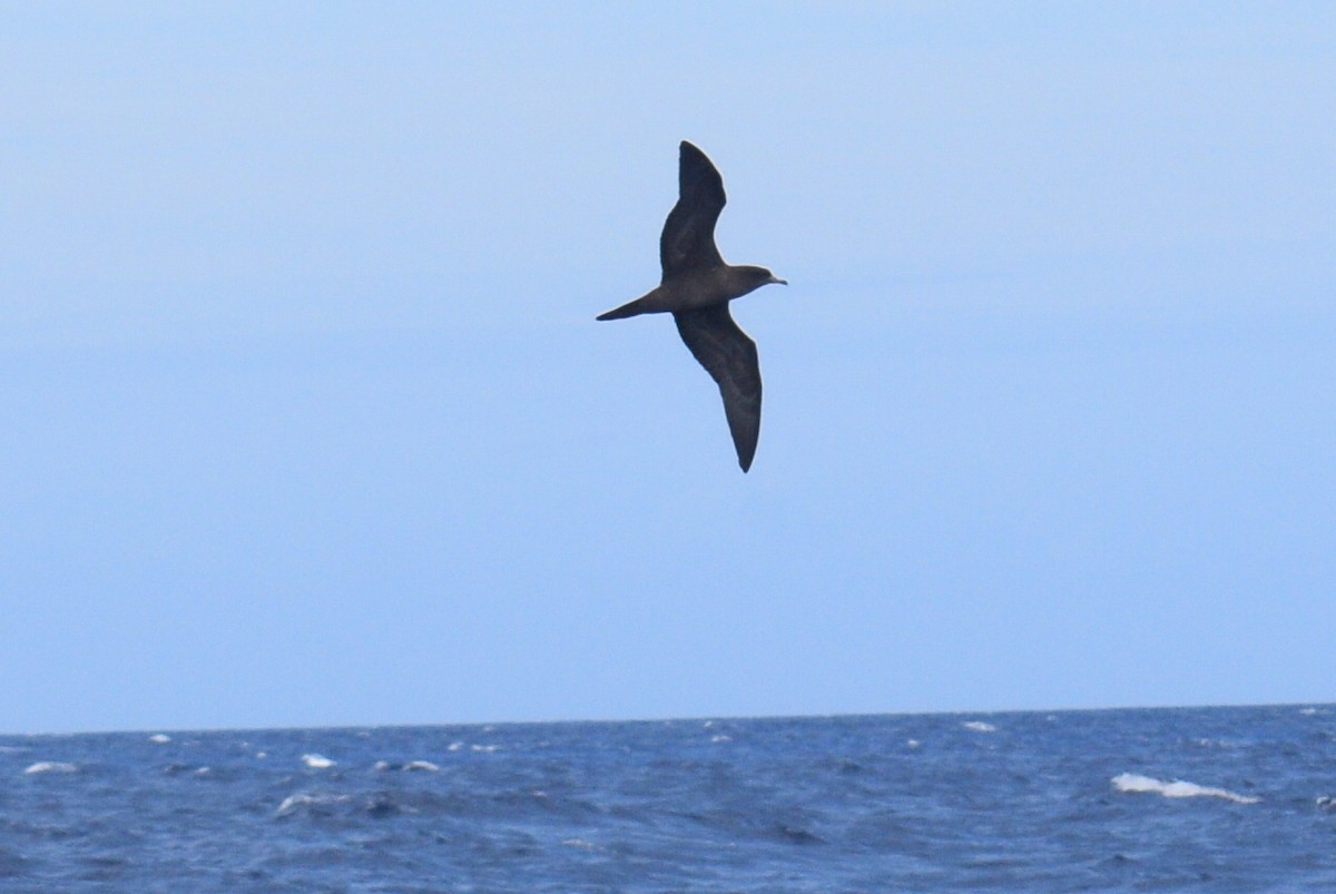 Wedge-tailed Shearwater - ML576224961