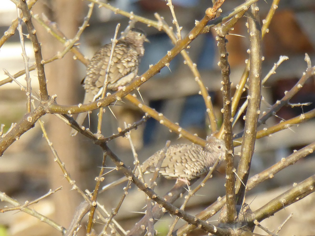 Scaled Dove - ML576225391