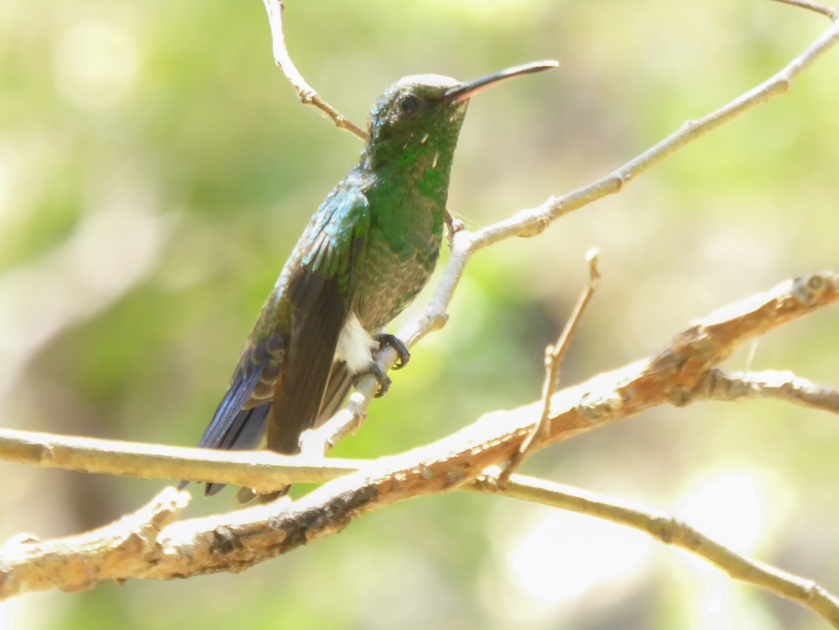 Colibrí de Buffon - ML576225421