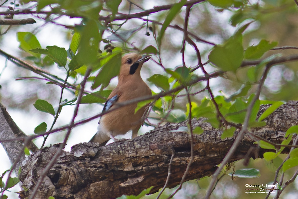 nøtteskrike (bispecularis gr.) - ML576225521