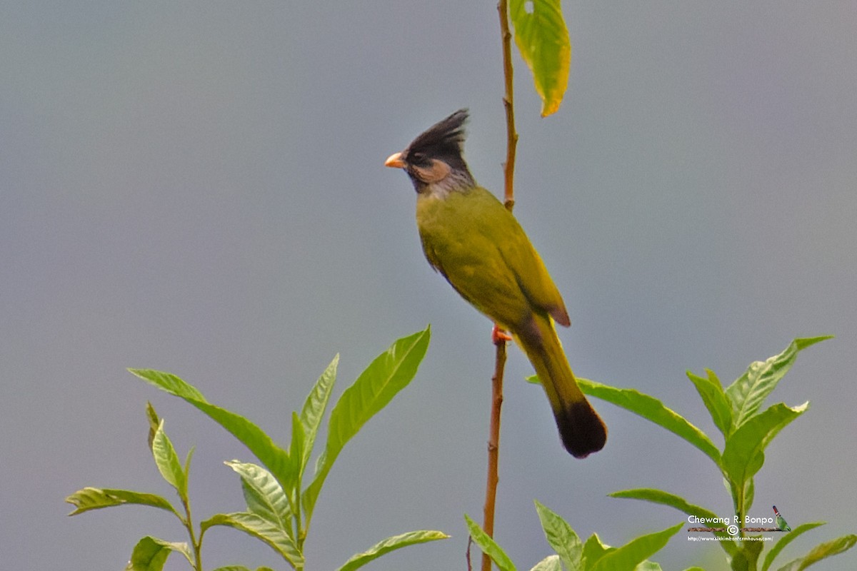 Crested Finchbill - ML576225621