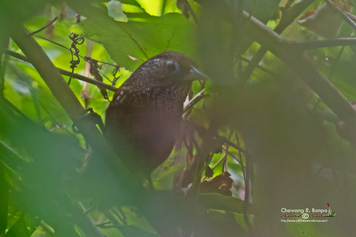 Cachar Wedge-billed Babbler - ML576225681