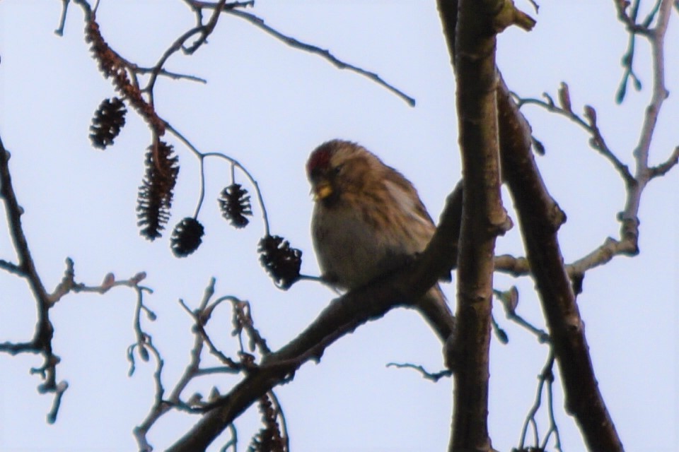 Common/Hoary Redpoll - Dan  Reddington