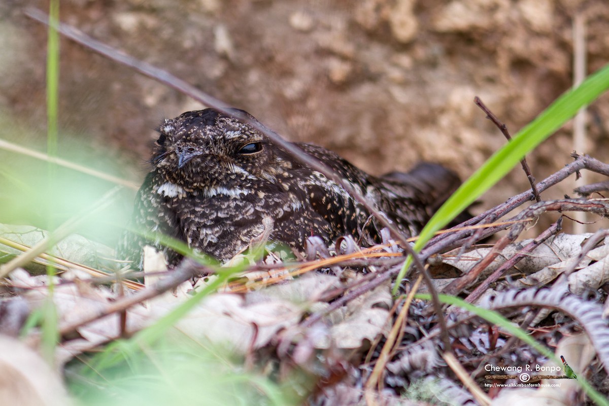 Large-tailed Nightjar - Chewang Bonpo