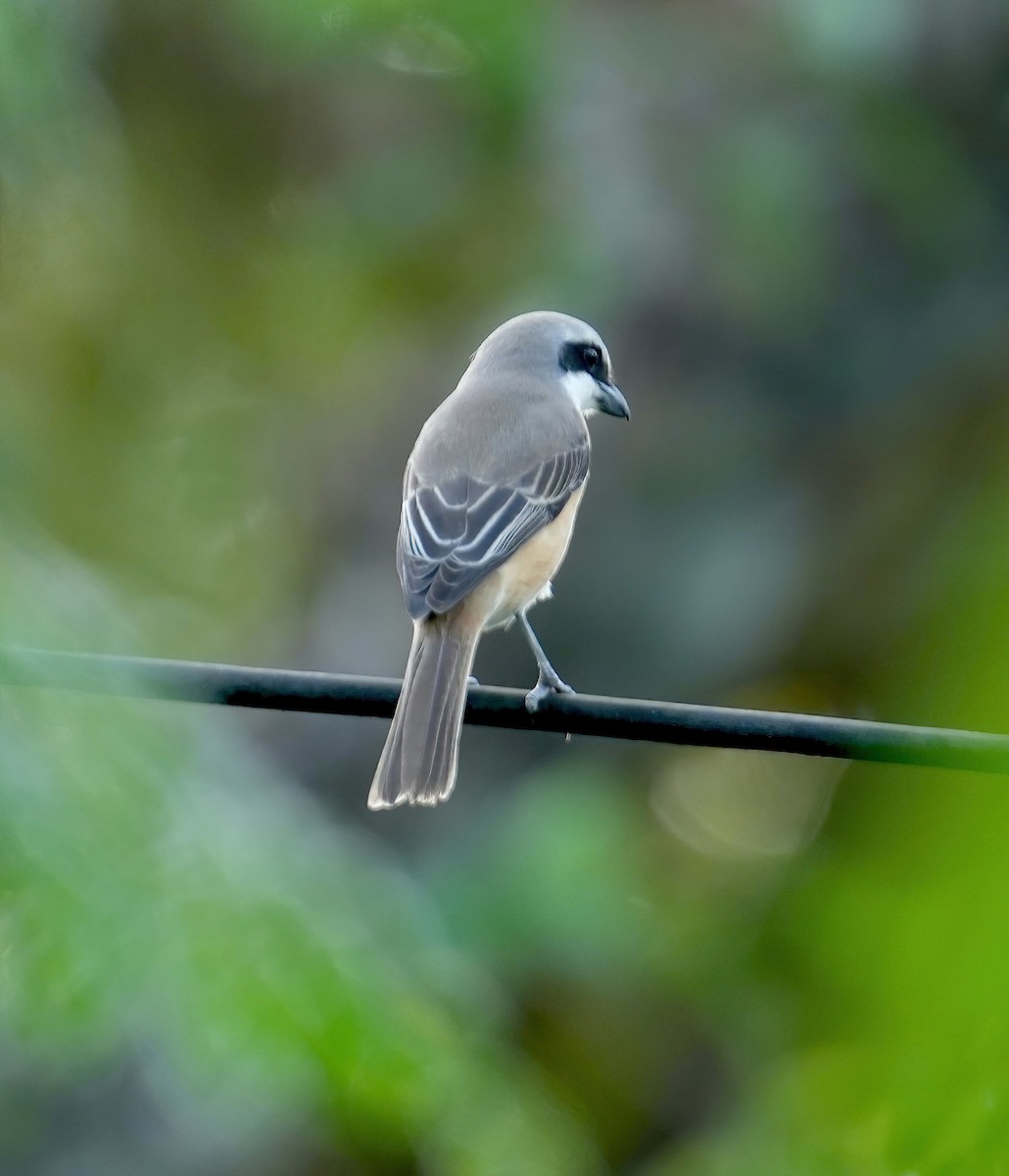 Brown Shrike - ML576226131