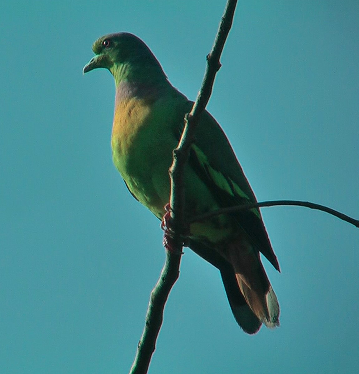 Orange-breasted Green-Pigeon - ML576226961