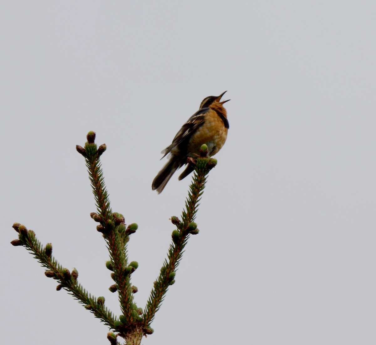 Varied Thrush - Greg Baker