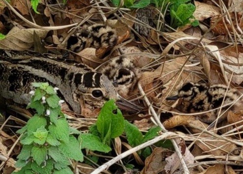 American Woodcock - ML576227351