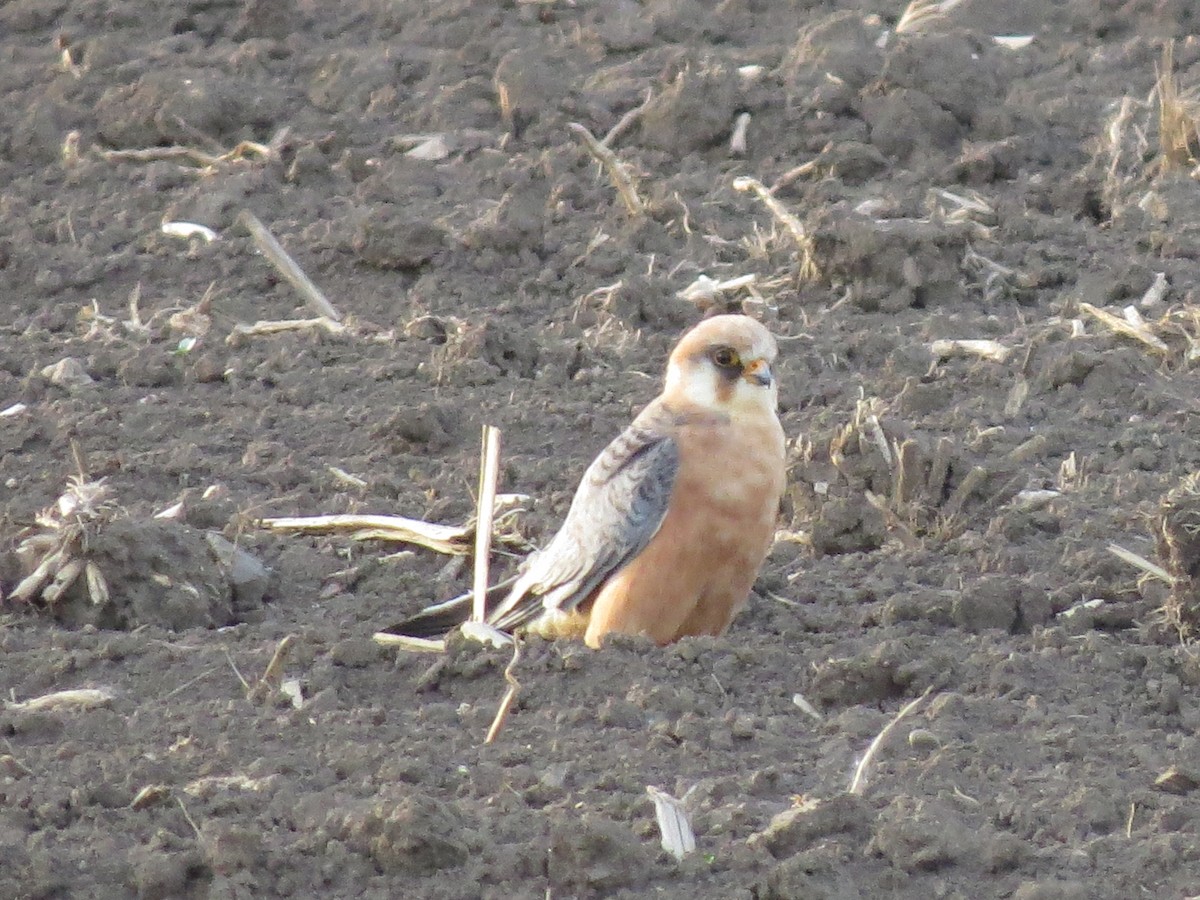 Red-footed Falcon - ML576227571