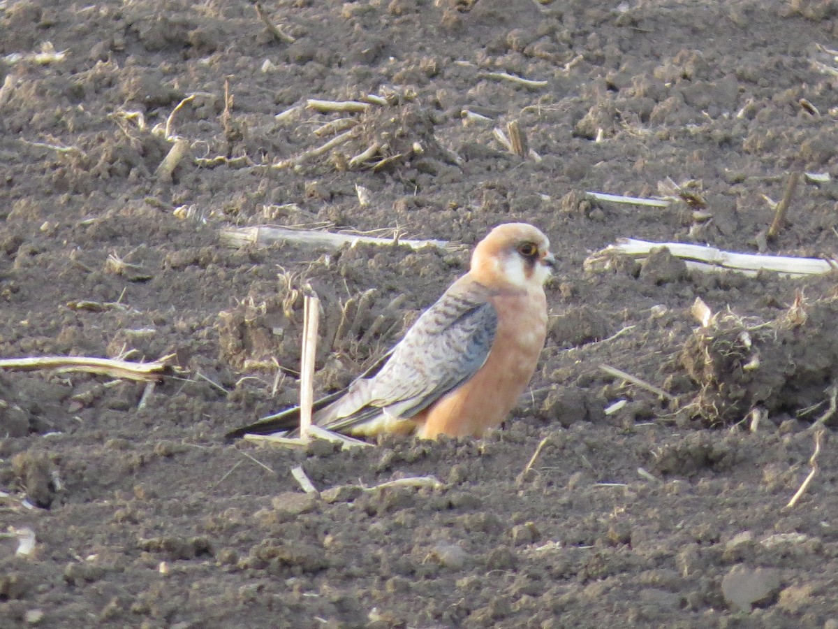 Red-footed Falcon - Pavel Shromáždil