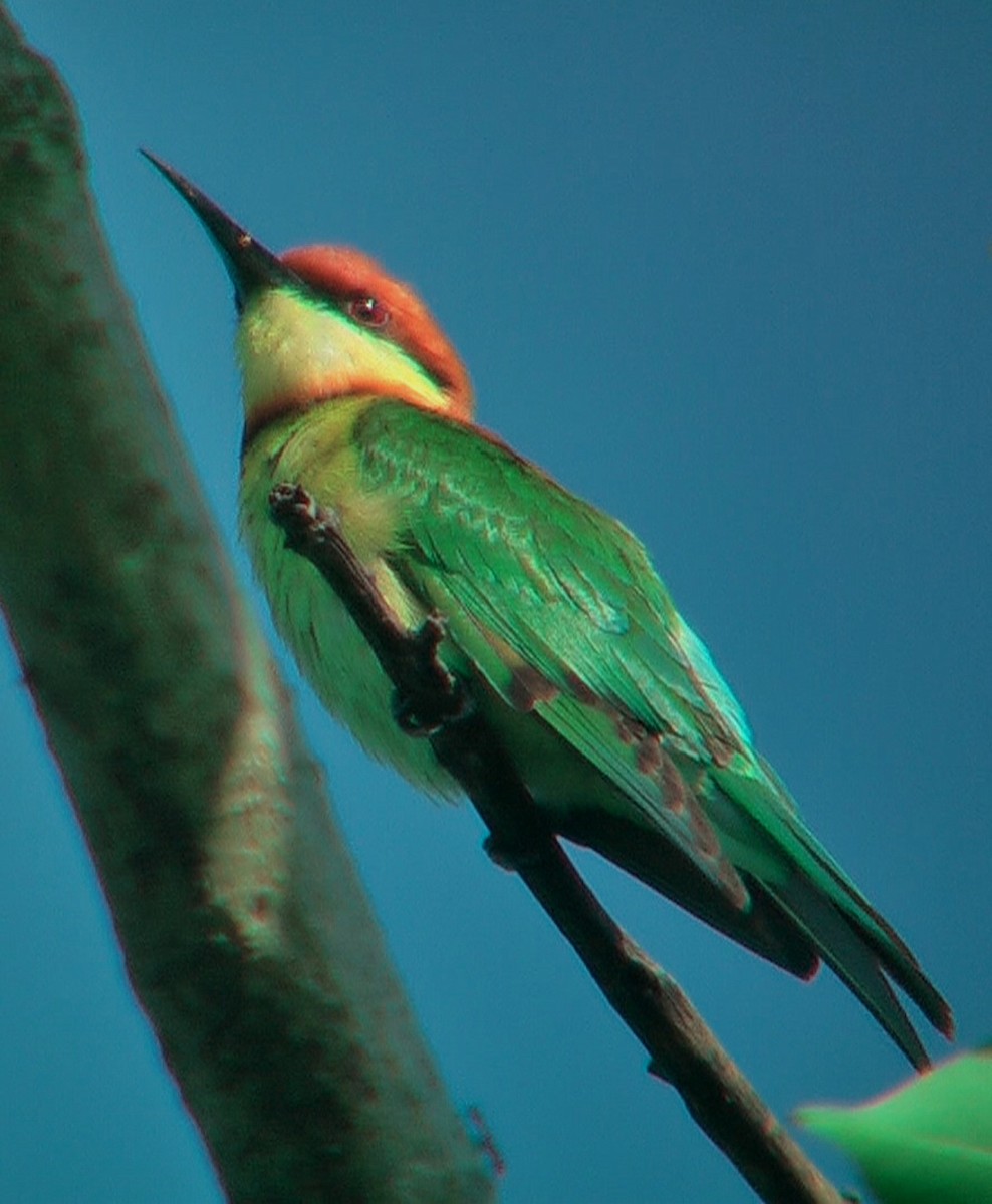 Chestnut-headed Bee-eater - Stephen and Felicia Cook