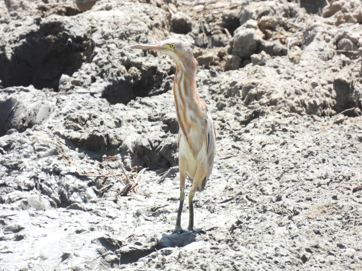 Yellow Bittern - ML576228271