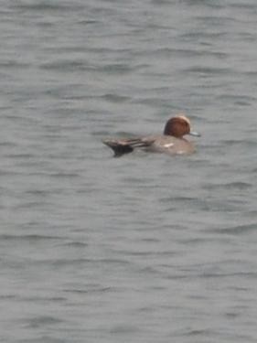 Eurasian Wigeon - ML576228641