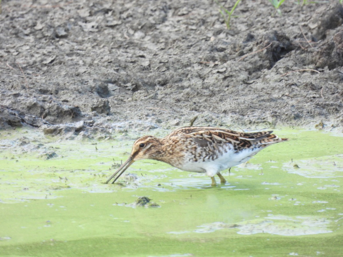 Common Snipe - ML576228651