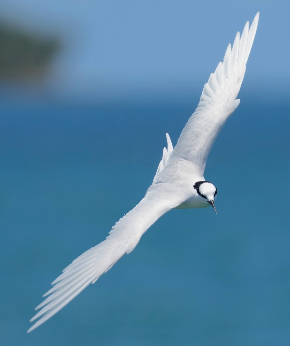 Black-naped Tern - ML576229201