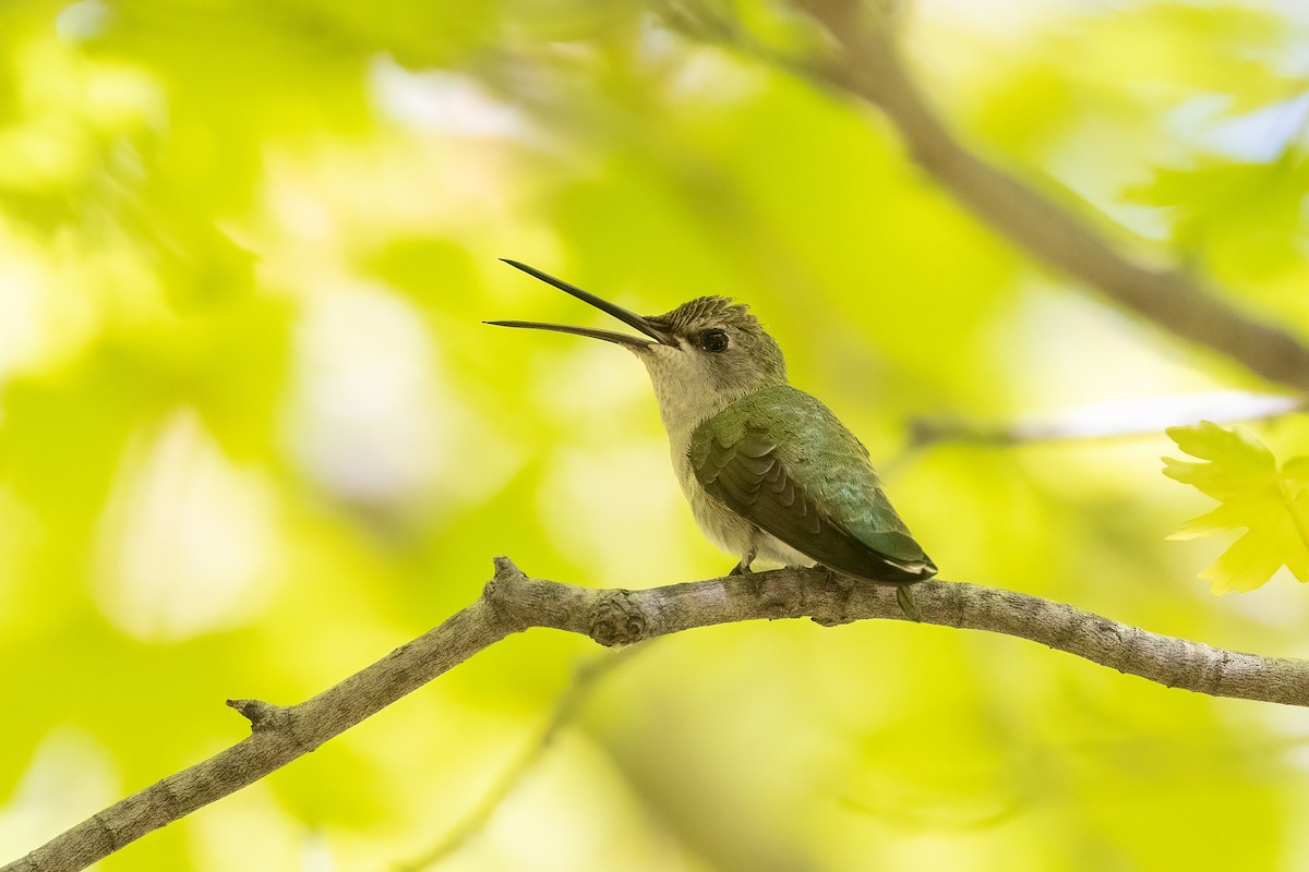 Black-chinned Hummingbird - Christine Hayden