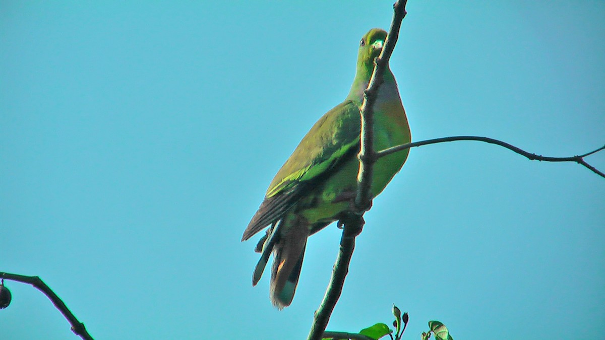 Orange-breasted Green-Pigeon - ML576230721