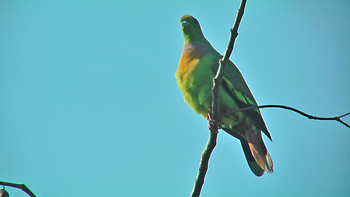 Orange-breasted Green-Pigeon - ML576230741