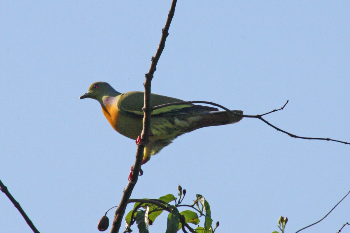 Orange-breasted Green-Pigeon - ML576230751