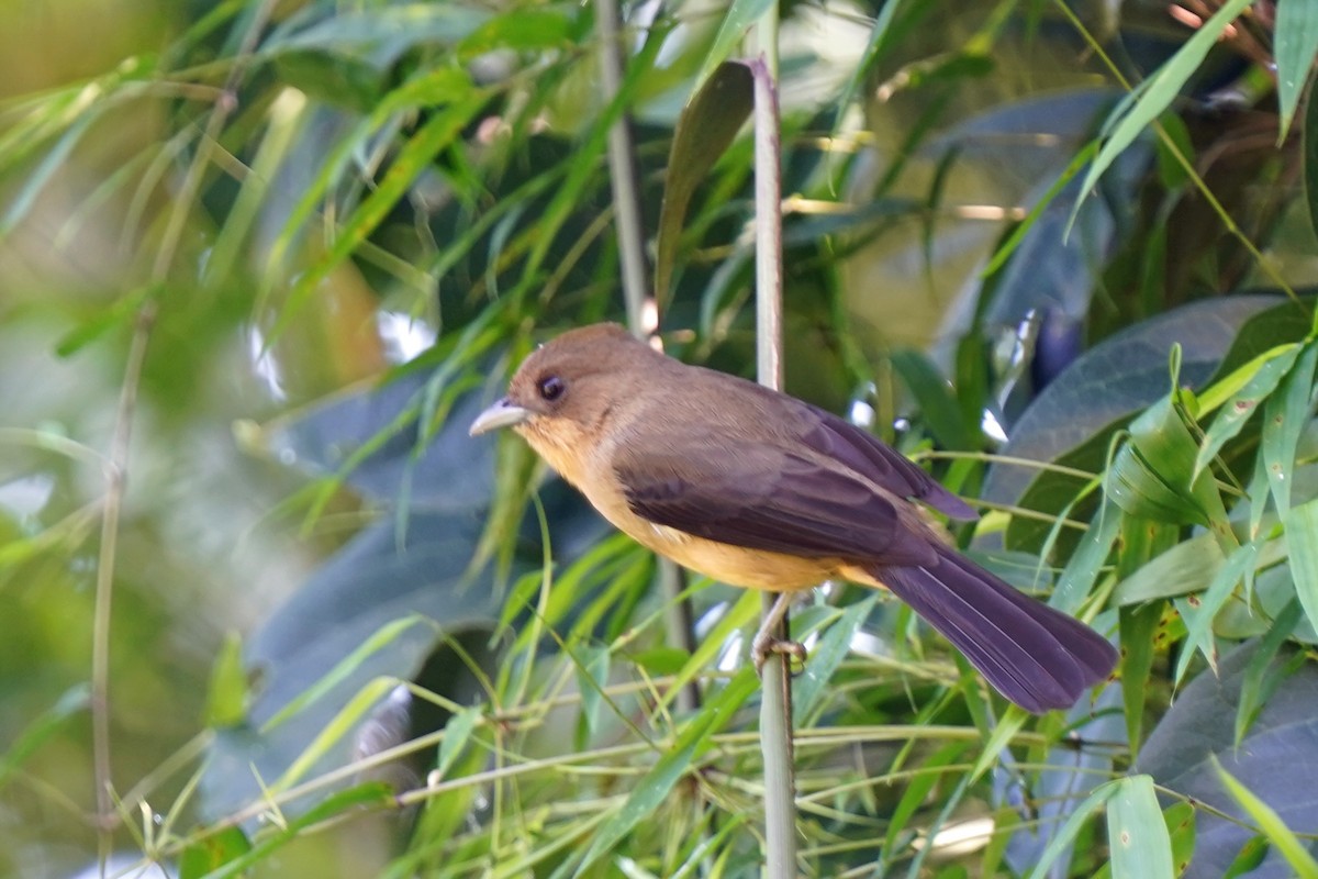 Black-goggled Tanager - Walter Verhoef