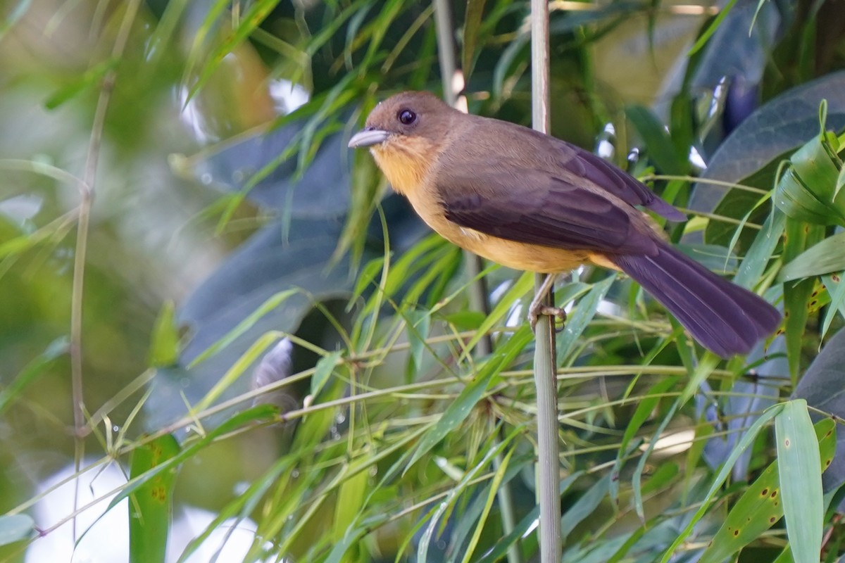 Black-goggled Tanager - Walter Verhoef