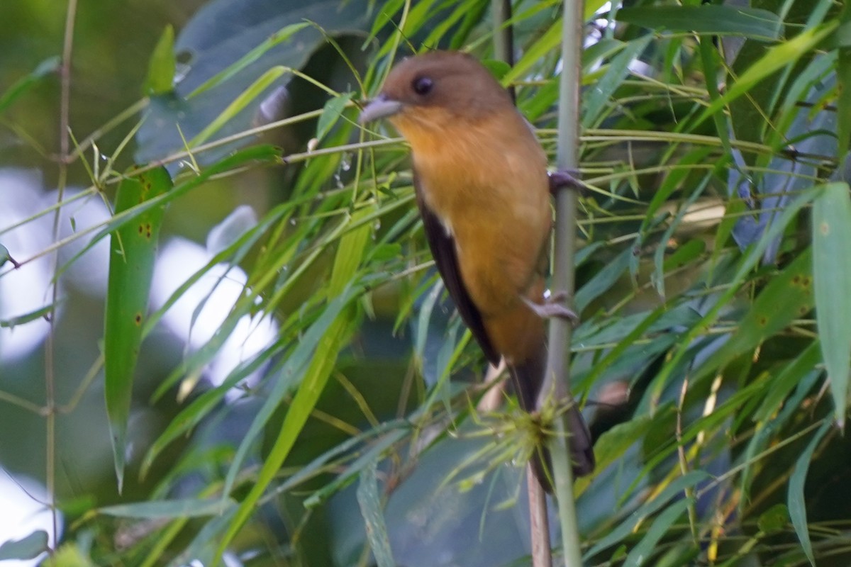 Black-goggled Tanager - Walter Verhoef