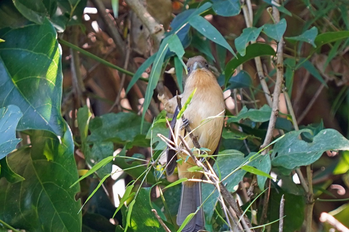 Black-goggled Tanager - Walter Verhoef