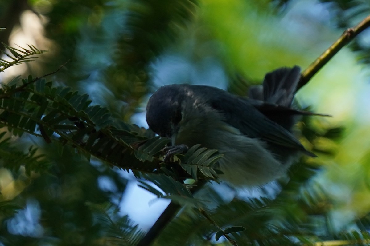 Chestnut-vented Conebill - ML576231781