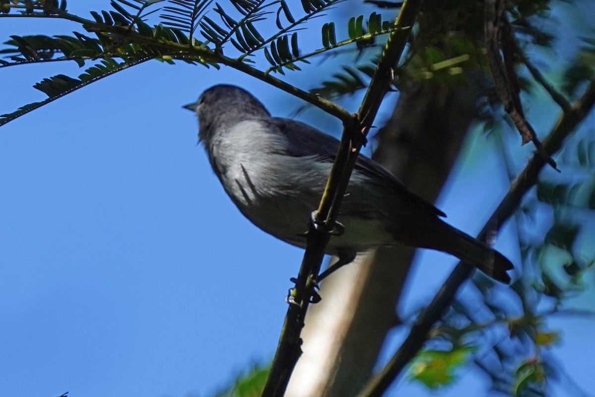 Chestnut-vented Conebill - ML576231791