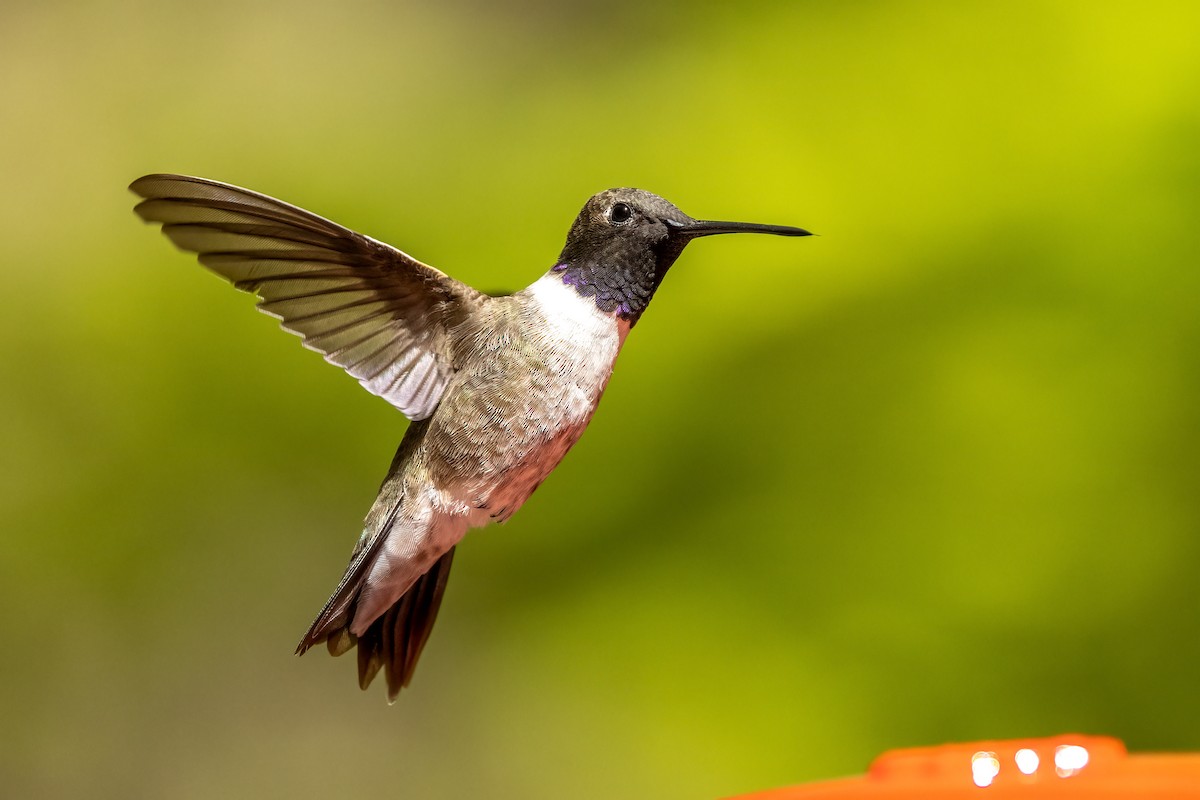 Black-chinned Hummingbird - Christine Hayden