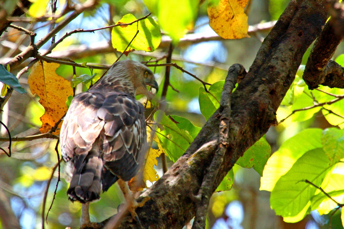 Oriental Honey-buzzard - Stephen and Felicia Cook