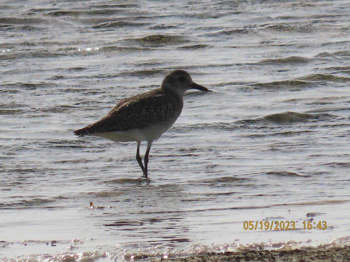 Black-bellied Plover - ML576232621