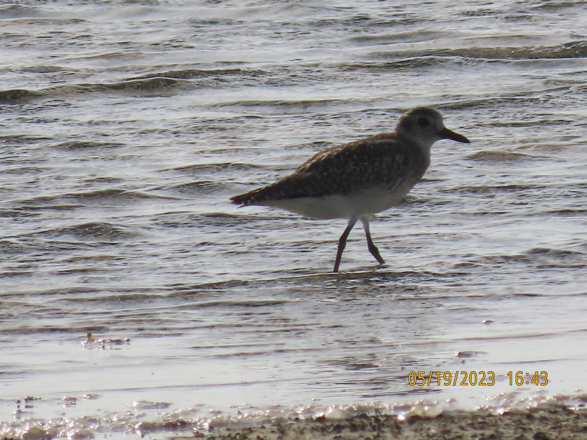 Black-bellied Plover - ML576232631