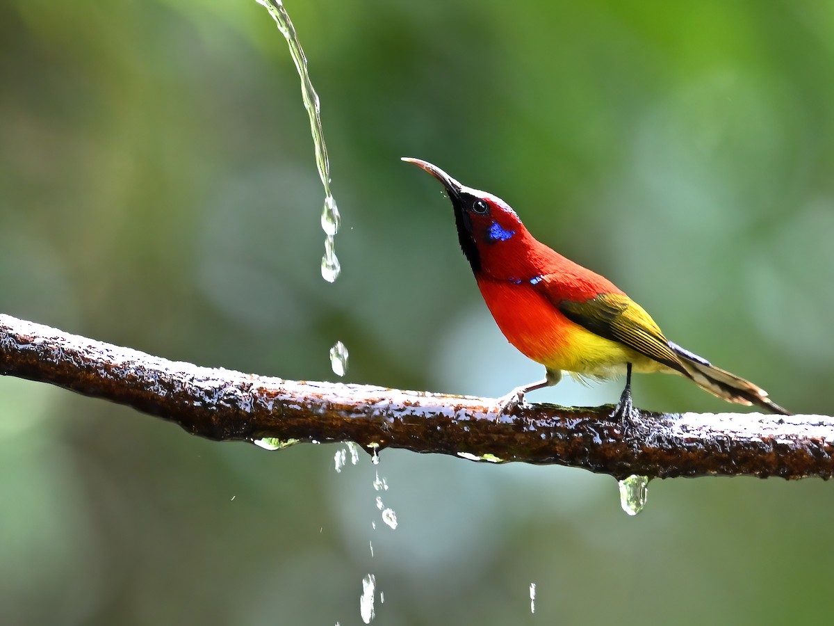 Mrs. Gould's Sunbird (Scarlet-breasted) - peng su