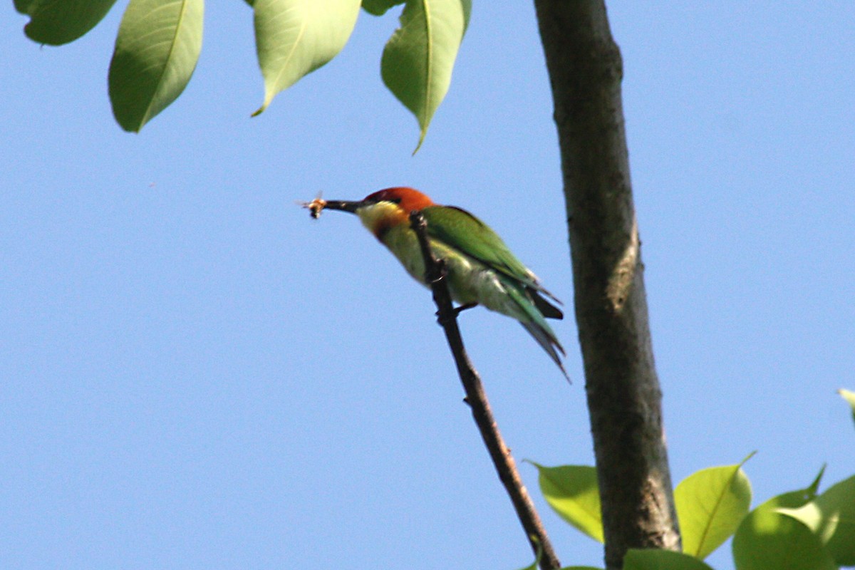 Chestnut-headed Bee-eater - Stephen and Felicia Cook