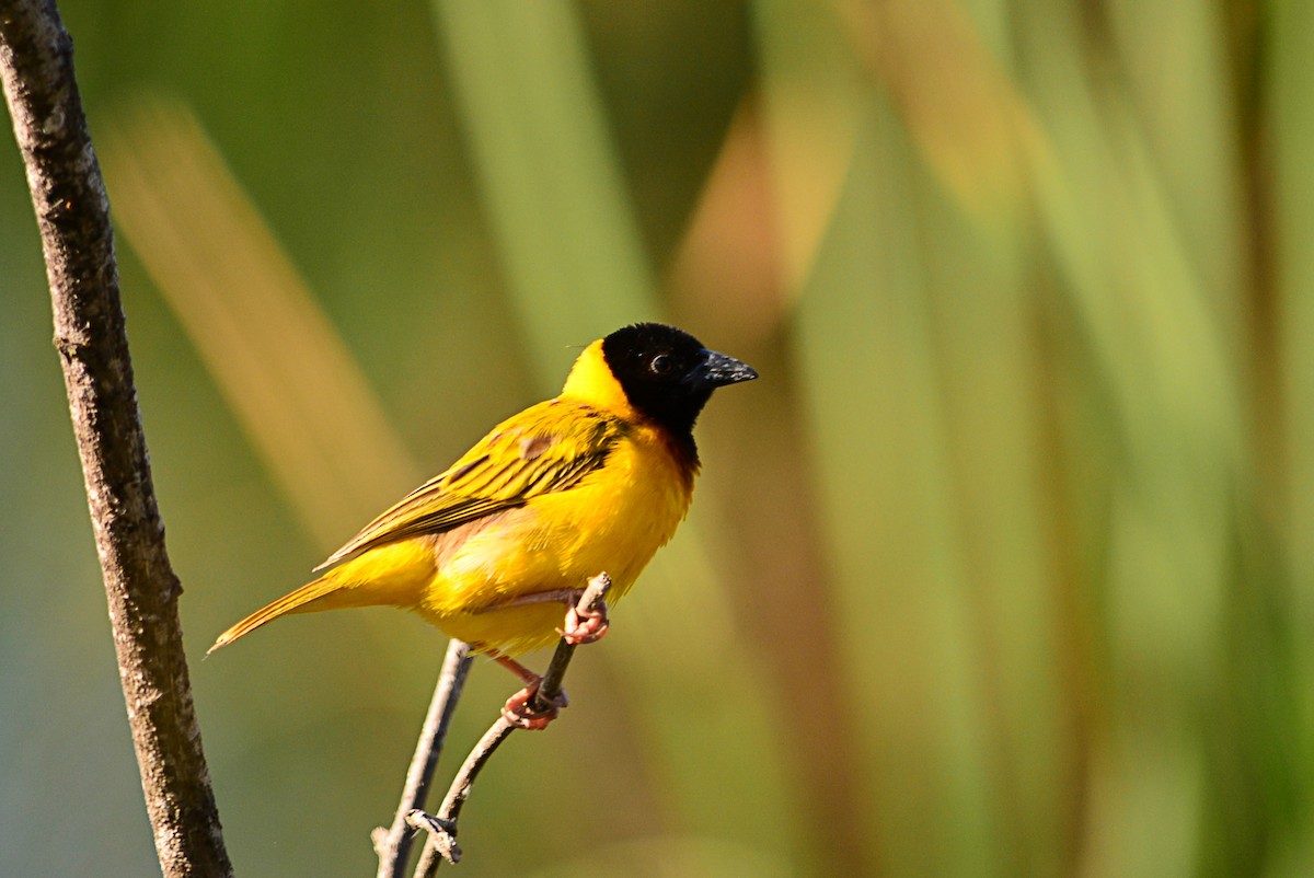 Black-headed Weaver - ML576233431